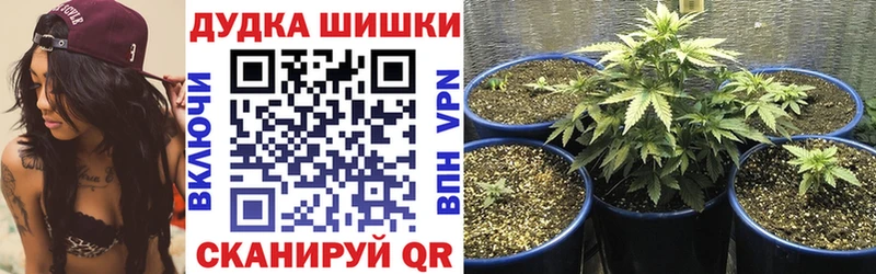 Бошки Шишки планчик Яровое